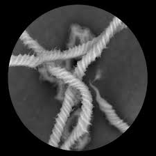 Attēlu rezultāti vaicājumam “Oligonema affine spores”