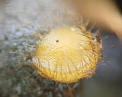 Attēlu rezultāti vaicājumam “Cheilymenia stercorea”