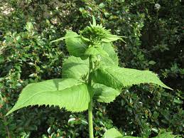 Image result for Telekia speciosa