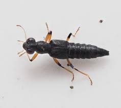 Attēlu rezultāti vaicājumam “Staphylinidae”