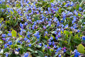 Attēlu rezultāti vaicājumam “Pulmonaria angustifolia fruit”