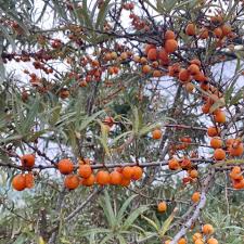 Attēlu rezultāti vaicājumam “Hippophae rhamnoides”