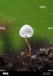 Attēlu rezultāti vaicājumam “Didymium serpula”