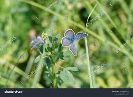 Attēlu rezultāti vaicājumam “Cyaniris semiargus female”