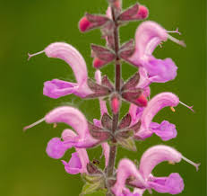 Image result for Salvia pratensis `Rose Rhapsody