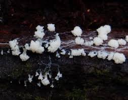 Attēlu rezultāti vaicājumam “Comatricha alta”