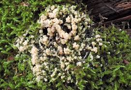 Attēlu rezultāti vaicājumam “Physarum bryomacrocarpum spores”