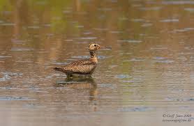 Image result for Numenius minutus