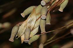 Attēlu rezultāti vaicājumam “Polytrichales”