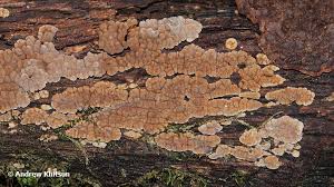 Attēlu rezultāti vaicājumam “Xylobolus frustulatus”