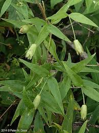 Attēlu rezultāti vaicājumam “Silene tatarica leaf”