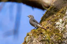 Attēlu rezultāti vaicājumam “Phoenicurus phoenicurus female”