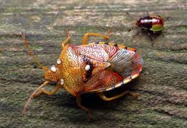 Attēlu rezultāti vaicājumam “Elasmucha grisea”