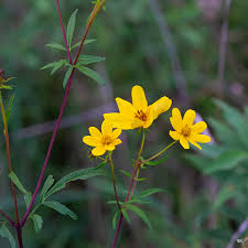 Attēlu rezultāti vaicājumam “Bidens cernua flower”