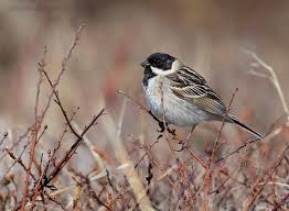 Image result for Emberiza pallasi