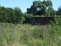 Attēlu rezultāti vaicājumam “Inachis io upperside”