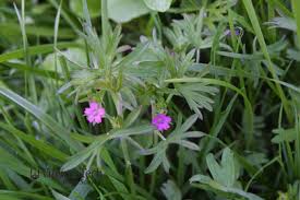 Attēlu rezultāti vaicājumam “Geranium dissectum leaf”