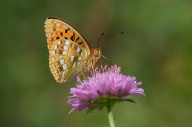Attēlu rezultāti vaicājumam “Argynnis adippe female”