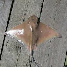 Image result for Myliobatis freminvillei