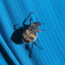 Attēlu rezultāti vaicājumam “Trichius fasciatus imago”