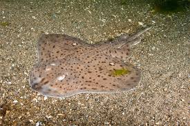 Image result for Leucoraja ocellata