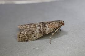 Attēlu rezultāti vaicājumam “Sciota fumella”