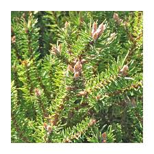 Attēlu rezultāti vaicājumam “Pinus banksiana”