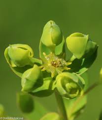 Attēlu rezultāti vaicājumam “Euphorbia virgata flower”