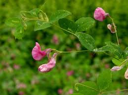 Attēlu rezultāti vaicājumam “Lathyrus tuberosus”