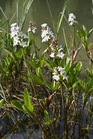 Attēlu rezultāti vaicājumam “Menyanthes trifoliata”
