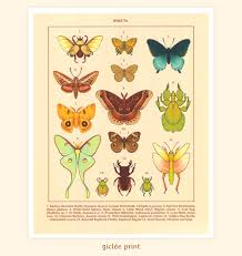 Attēlu rezultāti vaicājumam “Insecta”