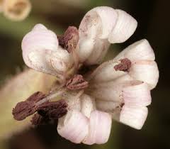 Attēlu rezultāti vaicājumam “Microbotryum tragopogonis - pratensis”