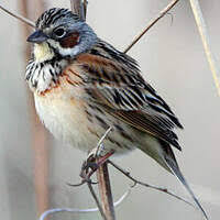 Image result for Emberiza fucata
