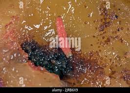 Attēlu rezultāti vaicājumam “Grapholita funebrana larva”