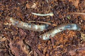 Attēlu rezultāti vaicājumam “Dictenidia bimaculata male”