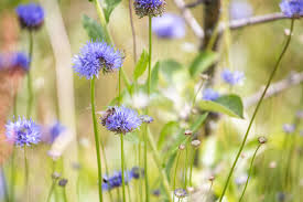 Attēlu rezultāti vaicājumam “Jasione montana flower”