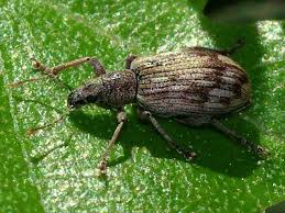 Attēlu rezultāti vaicājumam “Polydrusus tereticollis”