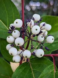 Attēlu rezultāti vaicājumam “Cornus sericea fruit”