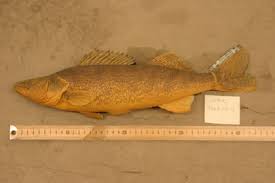 Image result for Sander canadensis/vitreus