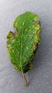 Attēlu rezultāti vaicājumam “Melampsora epitea”