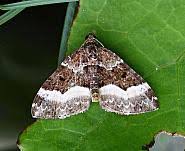 Attēlu rezultāti vaicājumam “Euphyia unangulata”