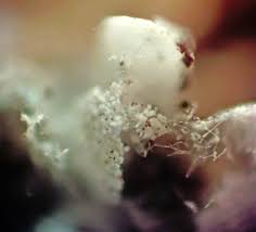 Attēlu rezultāti vaicājumam “Cribraria ferruginea spores”