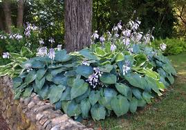Attēlu rezultāti vaicājumam “Hosta sp. flower”
