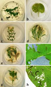 Attēlu rezultāti vaicājumam “Boloria eunomia underside”