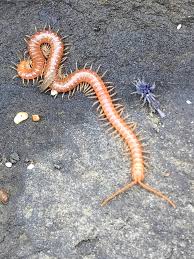 Attēlu rezultāti vaicājumam “Myriapoda”