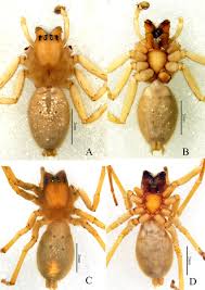 Attēlu rezultāti vaicājumam “Cheiracanthium sp. male”