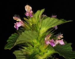 Attēlu rezultāti vaicājumam “Galeopsis tetrahit”