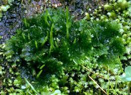 Attēlu rezultāti vaicājumam “Anthocerotopsida”