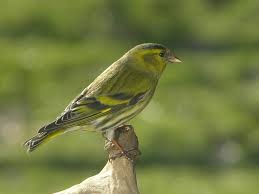 Attēlu rezultāti vaicājumam “Carduelis spinus”