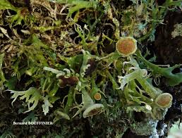 Attēlu rezultāti vaicājumam “Anaptychia ciliaris”